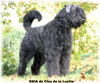 GAIA du Clos de la Luette